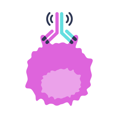 Icon showing bound bispecific antibody recruiting cells